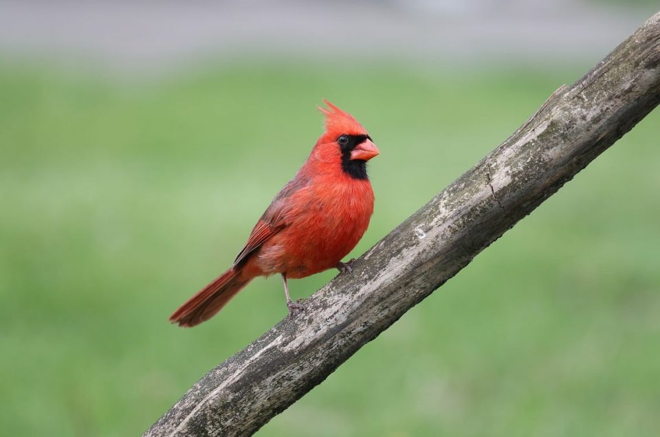 A male cardinal sitting on a branch