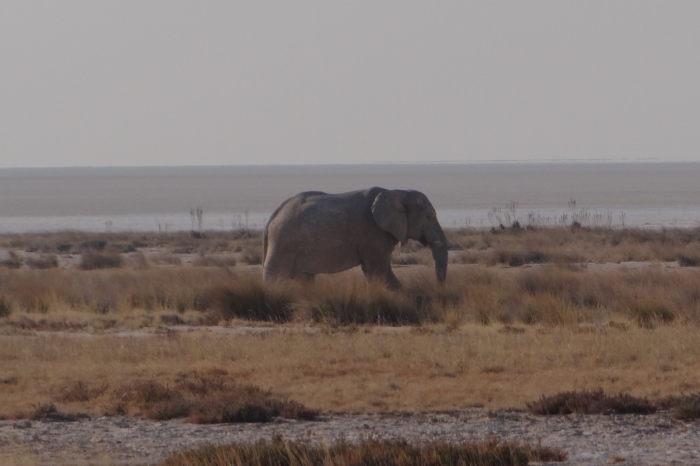 a solitary elephant walking through some brown grasses