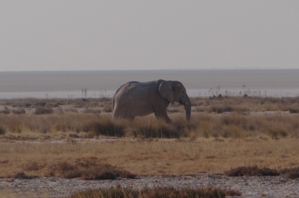 a solitary elephant walking through some brown grasses