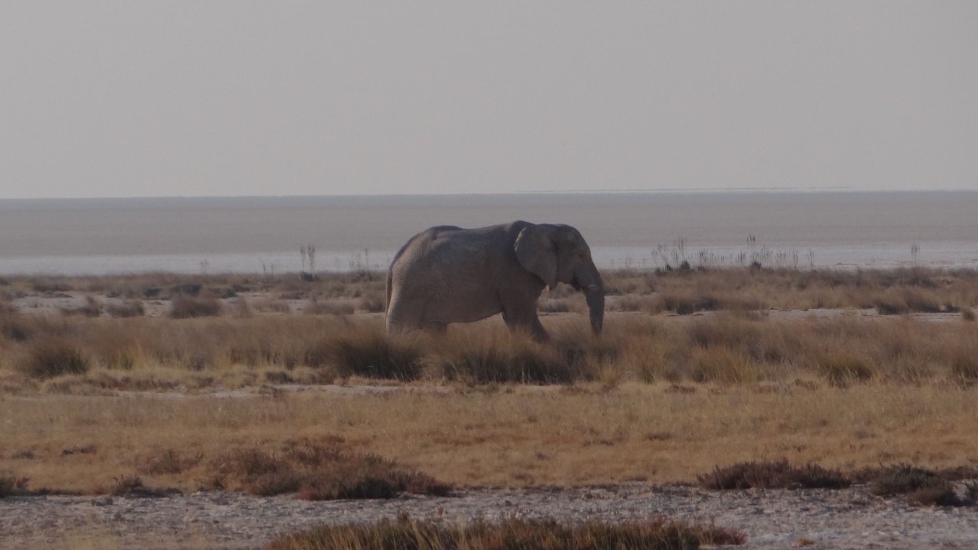 a solitary elephant walking through some brown grasses