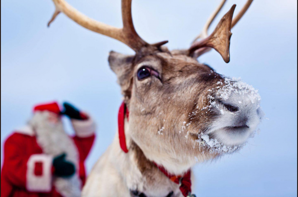 closeup view of a reindeer with a red harness and Santa in the background
