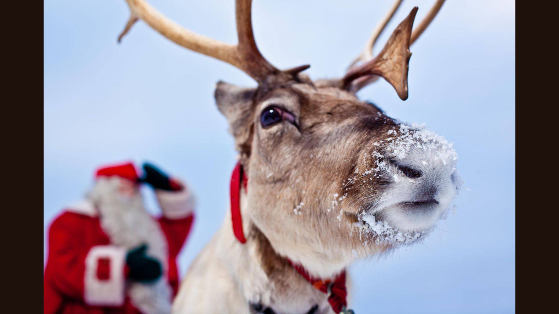 closeup view of a reindeer with a red harness and Santa in the background