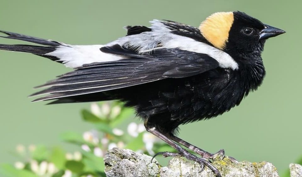 A picture of a Bobolink, a type of Oriole