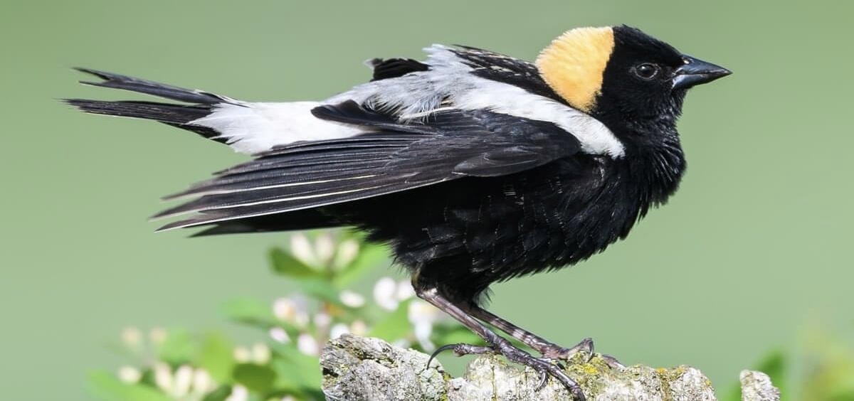 A picture of a Bobolink, a type of Oriole