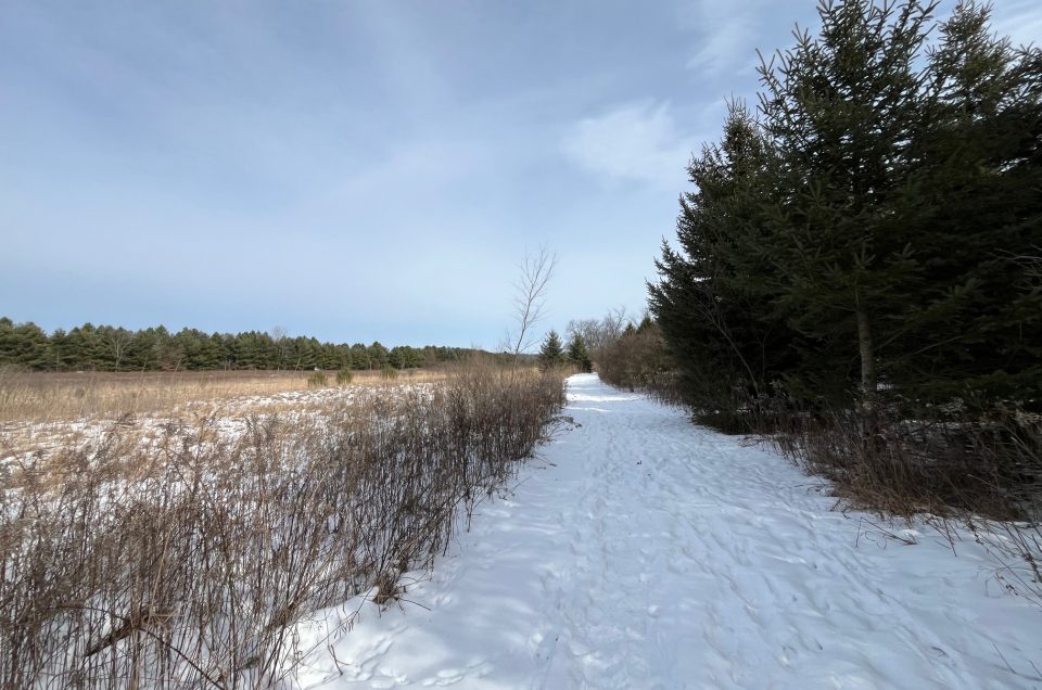 A picture of a snowy trail in between woods and a field