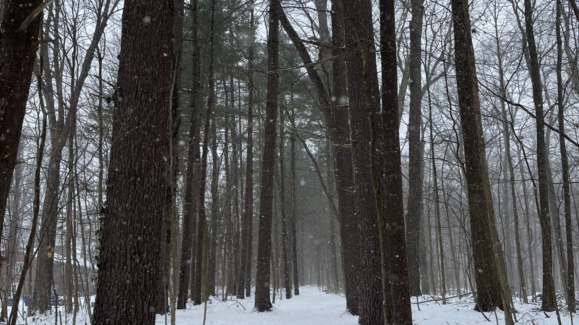 Trunks of trees in snow covered woods