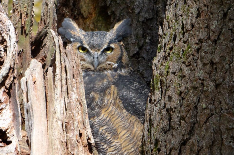 A picture of an owl in a tree
