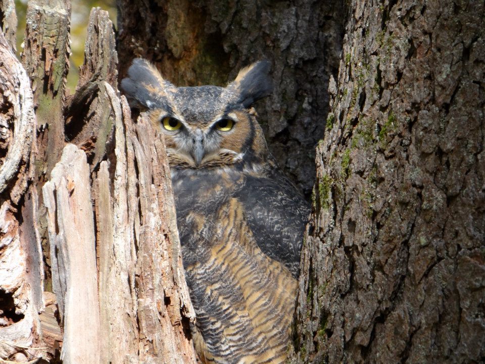 A picture of an owl in a tree