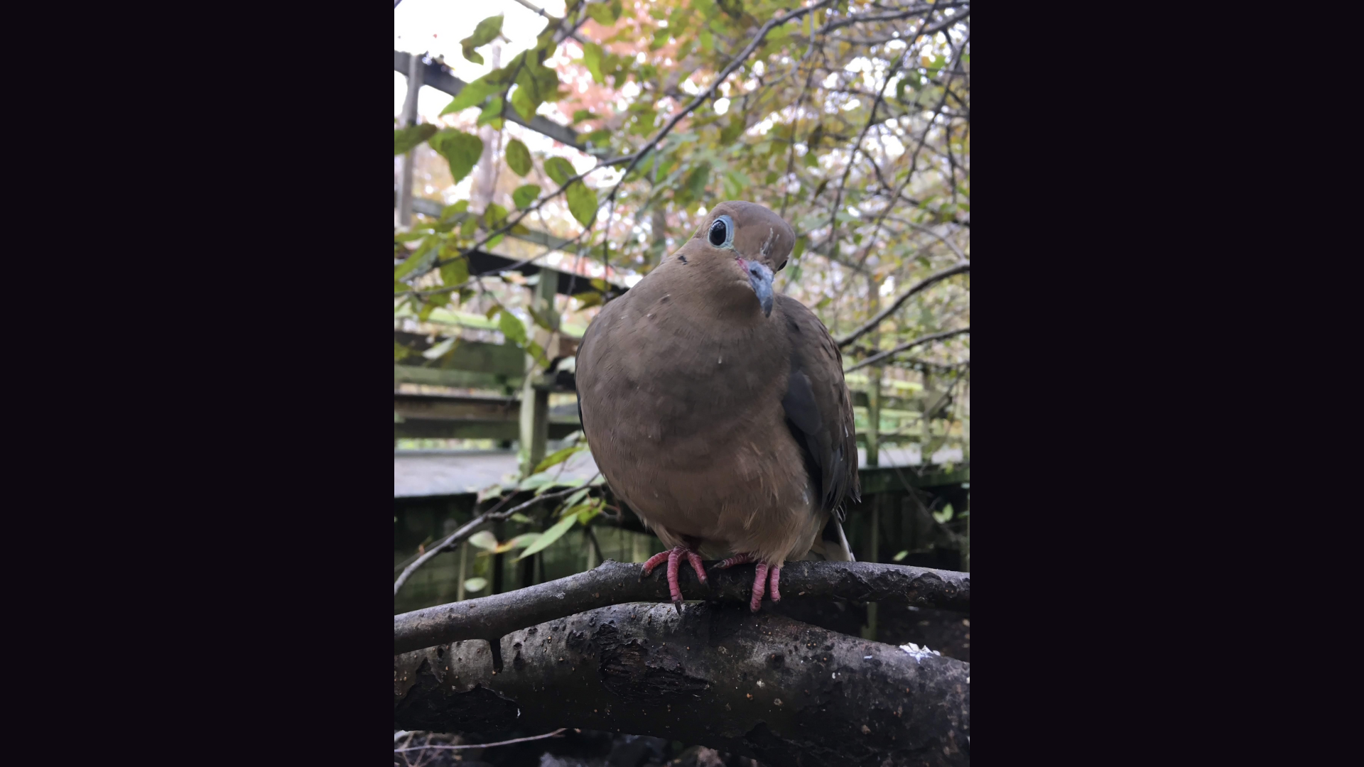 Mourning Dove looking at the camera