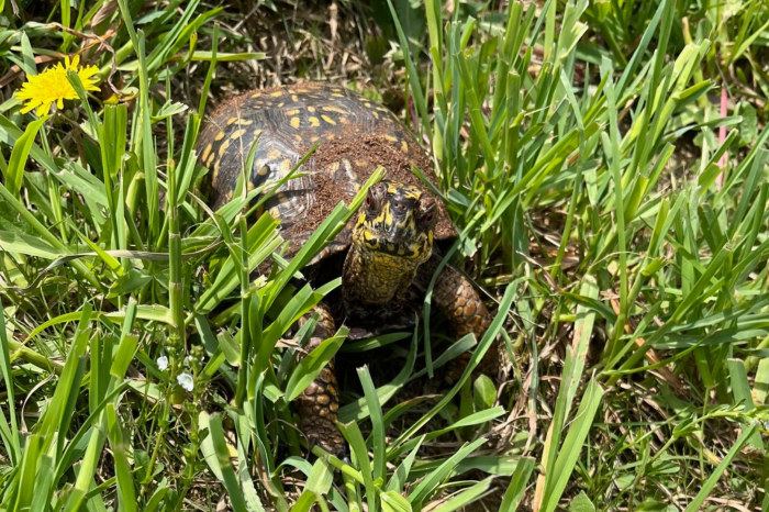 tortoise in the grass