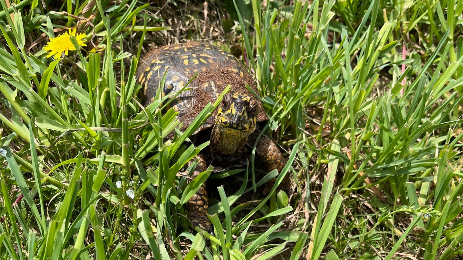 tortoise in the grass