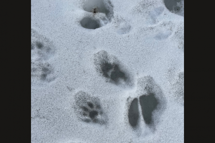 tracks of small animals in the snow
